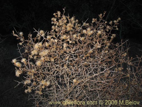 Bild von Aristeguietia salvia (Salvia macho / Pegajosa / Pega-pega). Klicken Sie, um den Ausschnitt zu vergrössern.