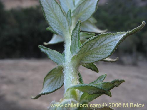 Imágen de Calceolaria ascendens subsp. ascendens (Capachito). Haga un clic para aumentar parte de imágen.
