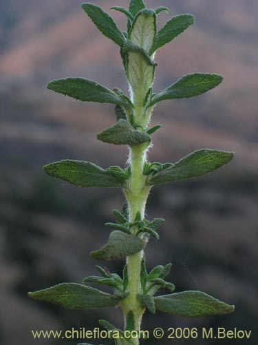 Calceolaria ascendens subsp. ascendens的照片