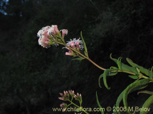 Image of Aristeguietia salvia (Salvia macho / Pegajosa / Pega-pega). Click to enlarge parts of image.