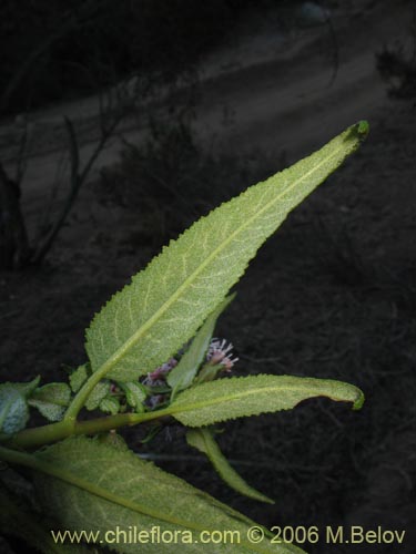 Image of Aristeguietia salvia (Salvia macho / Pegajosa / Pega-pega). Click to enlarge parts of image.