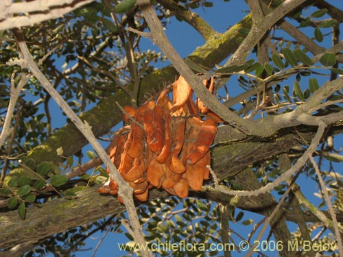Caesalpinia spinosaの写真