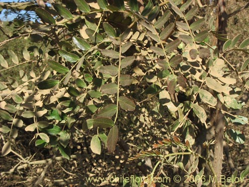 Caesalpinia spinosa的照片