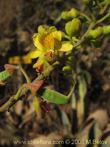 Фотография Caesalpinia spinosa (Tara). Щелкните, чтобы увеличить вырез.