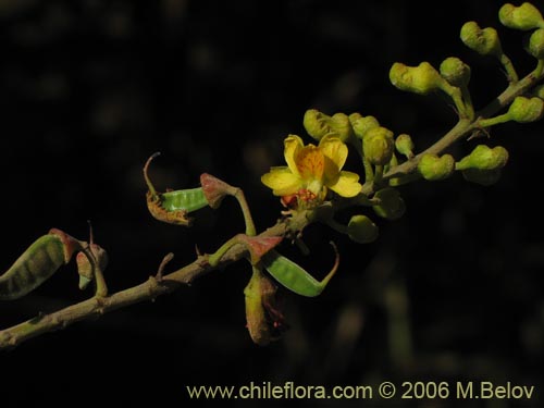 Imágen de Caesalpinia spinosa (Tara). Haga un clic para aumentar parte de imágen.
