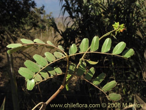 Фотография Caesalpinia spinosa (Tara). Щелкните, чтобы увеличить вырез.