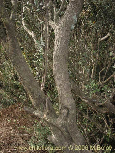 Image of Myrceugenia rufa (Hitigu). Click to enlarge parts of image.