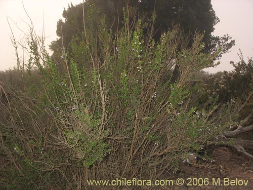 Image of Satureja gilliesii (Menta de árbol). Click to enlarge parts of image.
