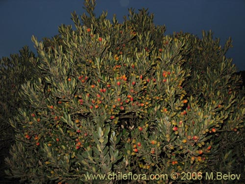 Image of Myrceugenia correifolia (Petrillo / Petrilla). Click to enlarge parts of image.