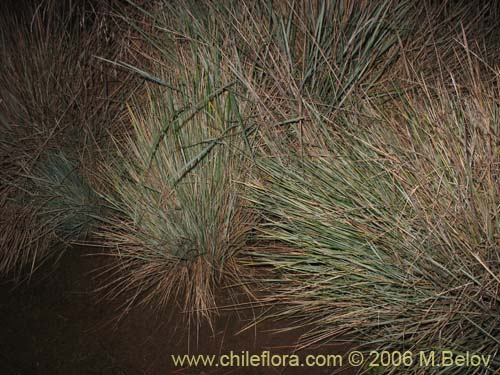 Image of Festuca acanthophylla (). Click to enlarge parts of image.