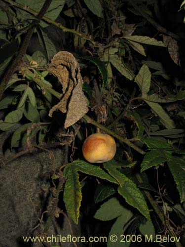Passiflora pinnatistipula的照片