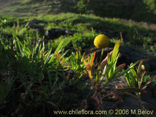 Bild von Cotula coronopifolia (Botón de oro). Klicken Sie, um den Ausschnitt zu vergrössern.
