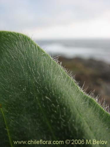 Imágen de Plantago australis subsp. cumingiana (Llantén / Llantén mayor). Haga un clic para aumentar parte de imágen.