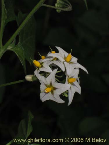 Фотография Solanum maglia (Papa cimarrona). Щелкните, чтобы увеличить вырез.