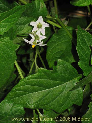 Imágen de Solanum maglia (Papa cimarrona). Haga un clic para aumentar parte de imágen.