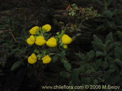 Фотография Calceolaria integrifolia (). Щелкните, чтобы увеличить вырез.