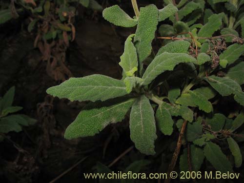 Bild von Calceolaria integrifolia (). Klicken Sie, um den Ausschnitt zu vergrössern.
