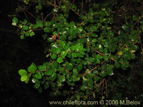 Image of Luma chequen (Chequen / Arrayan blanco). Click to enlarge parts of image.