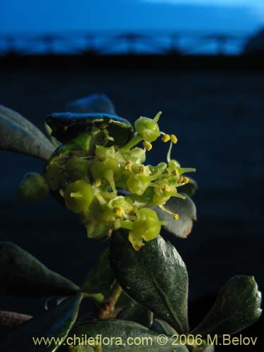 Фотография Cissus striata (Voqui colorado). Щелкните, чтобы увеличить вырез.