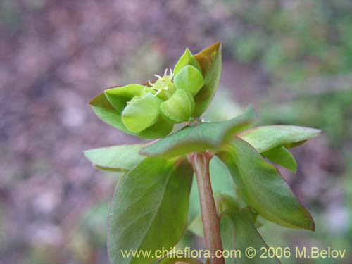 Imágen de Euphorbia peplus (Pichoa / Pichoga / Mariquita). Haga un clic para aumentar parte de imágen.