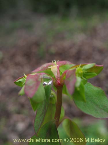 Euphorbia peplus의 사진