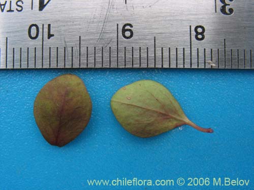 Image of Euphorbia peplus (Pichoa / Pichoga / Mariquita). Click to enlarge parts of image.