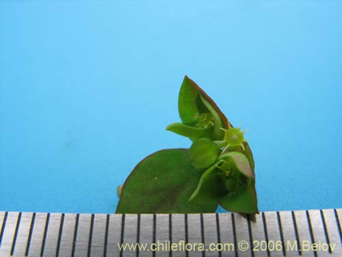 Фотография Euphorbia peplus (Pichoa / Pichoga / Mariquita). Щелкните, чтобы увеличить вырез.