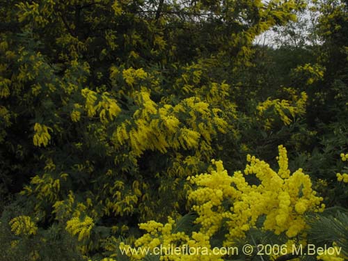 Фотография Acacia dealbata (Aromo (de castilla)). Щелкните, чтобы увеличить вырез.