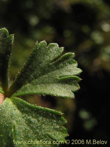 Фотография Anemone decapetala var. foliolosa (Centella). Щелкните, чтобы увеличить вырез.