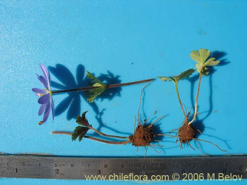Imágen de Anemone decapetala var. foliolosa (Centella). Haga un clic para aumentar parte de imágen.
