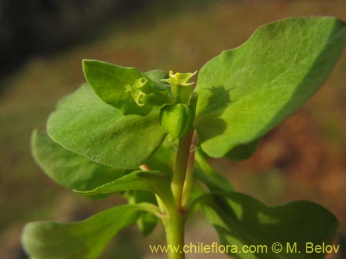 Euphorbia peplus的照片