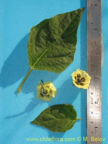 Image of Physalis viscosa (Physalis). Click to enlarge parts of image.