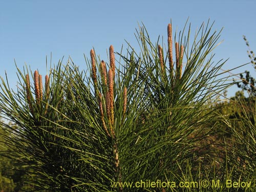 Pinus radiata의 사진