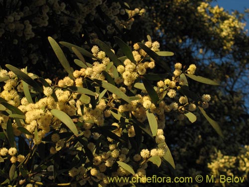 Acacia melanoxylon的照片