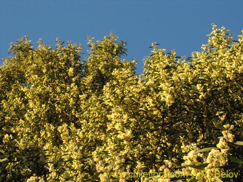 Фотография Acacia melanoxylon (Aromo australiano / Acacia negra). Щелкните, чтобы увеличить вырез.