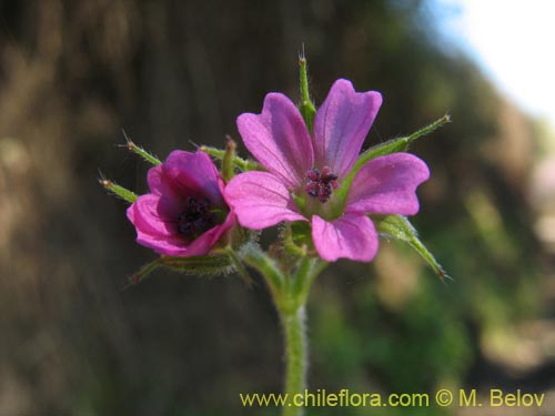 Image of Geranium sp. #1483 (). Click to enlarge parts of image.