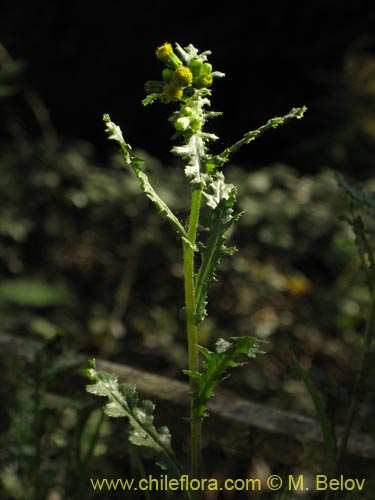 Asteraceae sp. #1842的照片