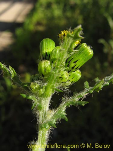 Asteraceae sp. #1842的照片