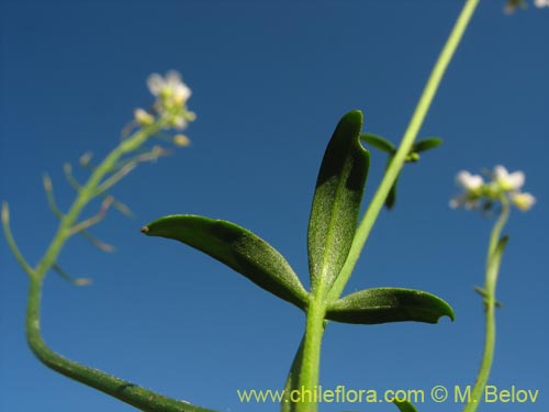 Brassicaceae sp. #3039의 사진