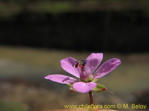 Фотография Erodium ciculatrium (Alfilerillo / Tachuela). Щелкните, чтобы увеличить вырез.