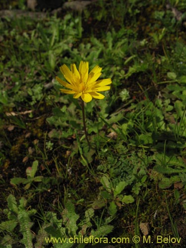 Imágen de Asteraceae sp. #2436 (). Haga un clic para aumentar parte de imágen.