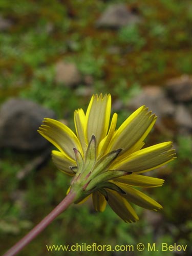 Bild von Asteraceae sp. #2436 (). Klicken Sie, um den Ausschnitt zu vergrössern.