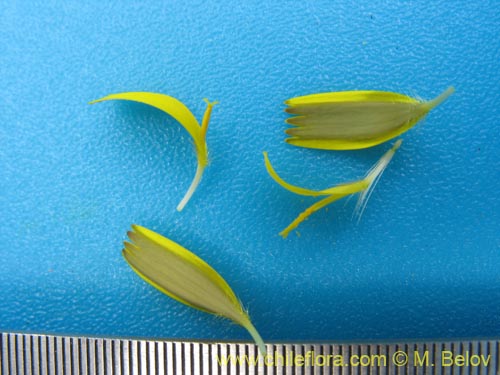 Фотография Asteraceae sp. #2436 (). Щелкните, чтобы увеличить вырез.