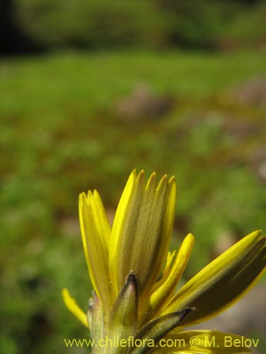 Asteraceae sp. #2436的照片