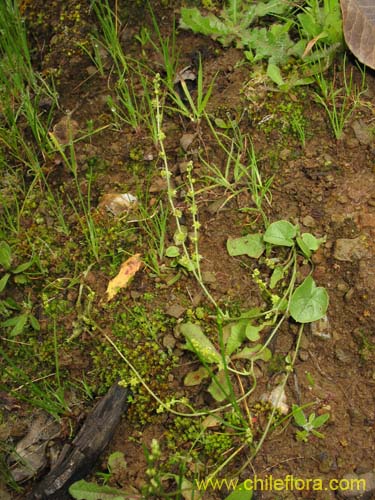 Image of Sanicula crassicaulis (). Click to enlarge parts of image.