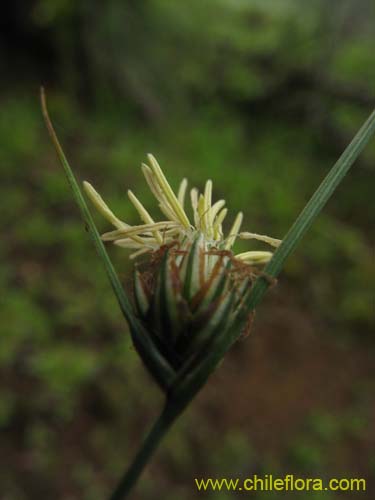 Carex sp. #K7377の写真