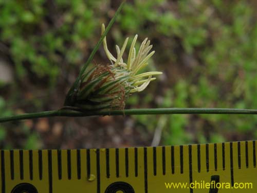 Bild von Carex sp. #K7377 (). Klicken Sie, um den Ausschnitt zu vergrössern.