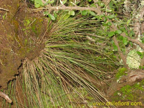 Image of Carex sp. #K7377 (). Click to enlarge parts of image.