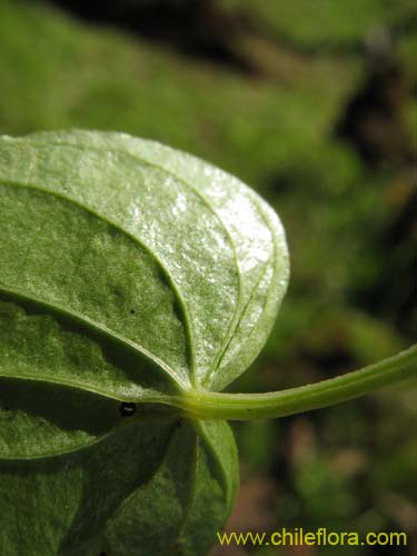 Dioscorea humifusa的照片