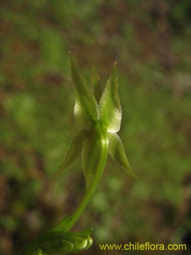 Miersia chilensis의 사진